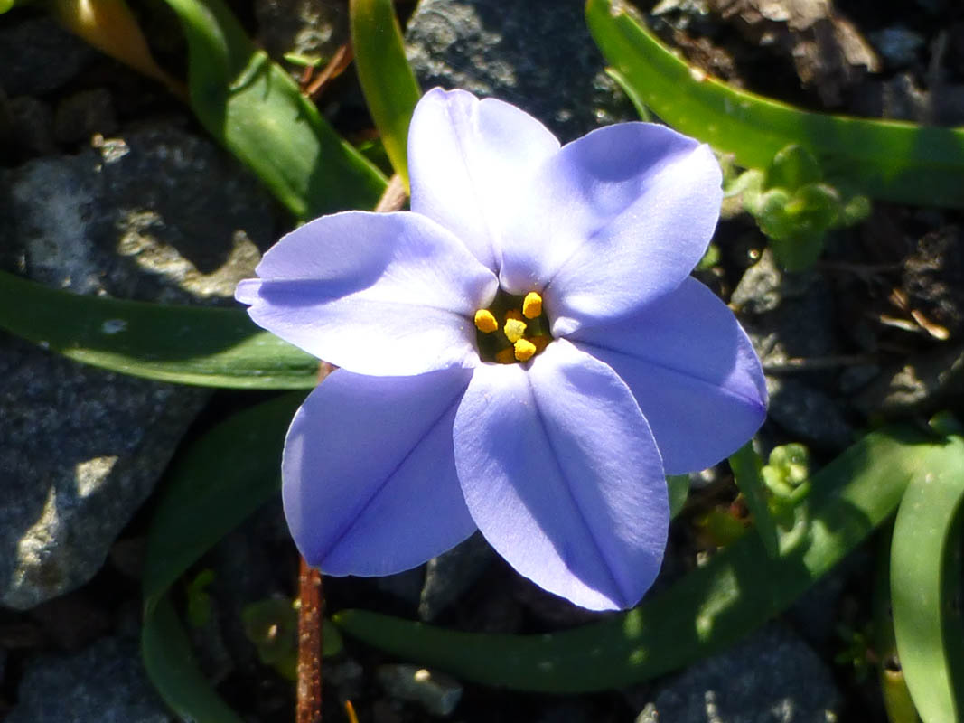 Ipheion uniflorum 'Rolf Fiedler' en fleurs dans une prairie herbeuse d'Uruguay